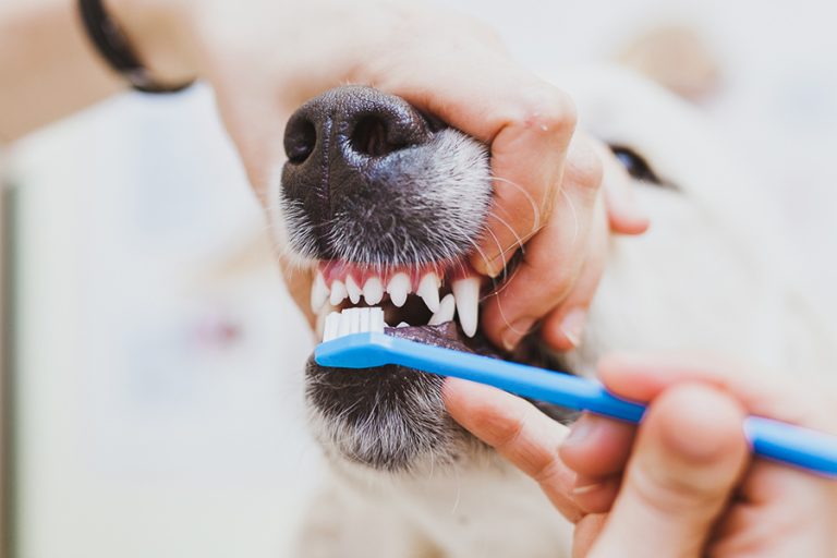 The Importance of Regular Teeth Cleaning for Your Pet